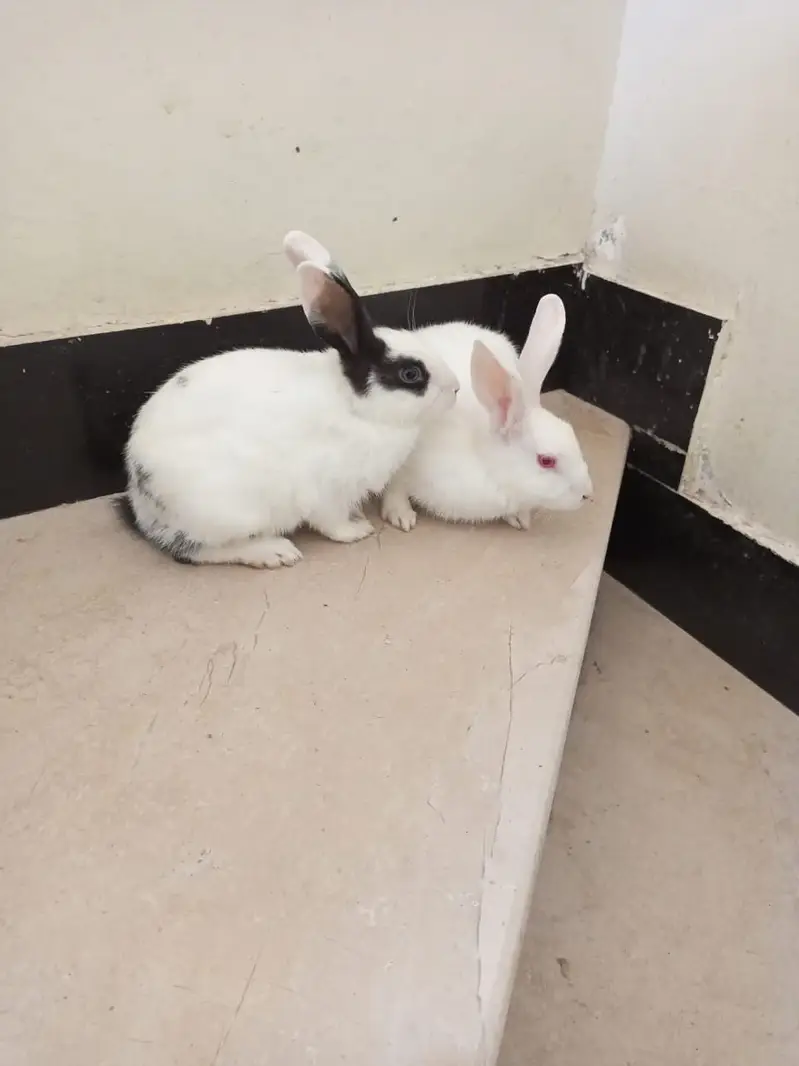 Rabbit Breeder Pair — photo 3