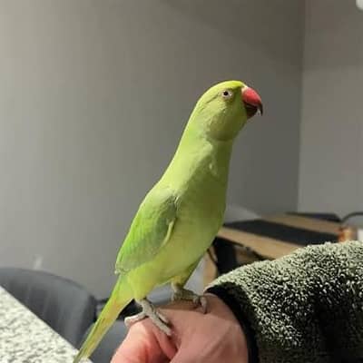 urgent sale
