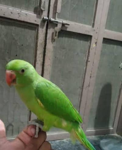 talking green parrot for sale exchange possible