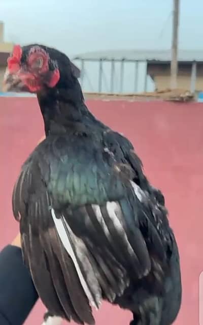 mushki lasani aseel