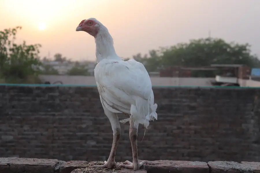aseel Heera paper white — photo 2