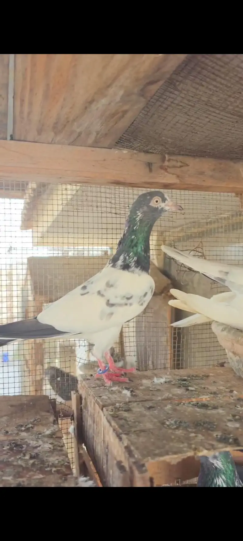 1 teddy male,1 teddy female,1 ali wala male — photo 3
