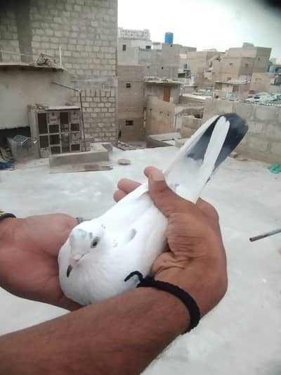 Male Pigeon for Sale in Good Health