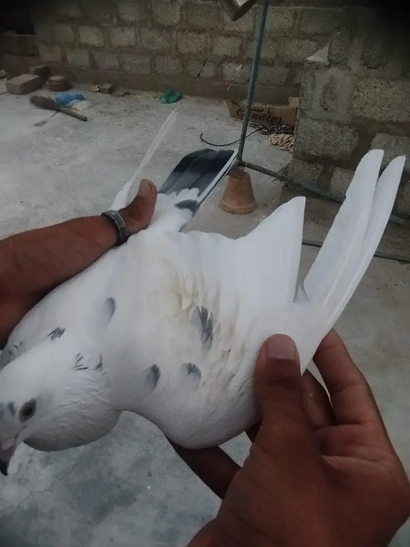 Male Pigeon for Sale in Good Health — photo 2