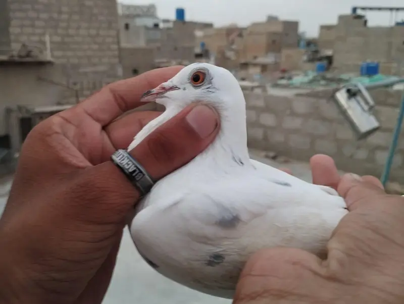 Male Pigeon for Sale in Good Health — photo 3