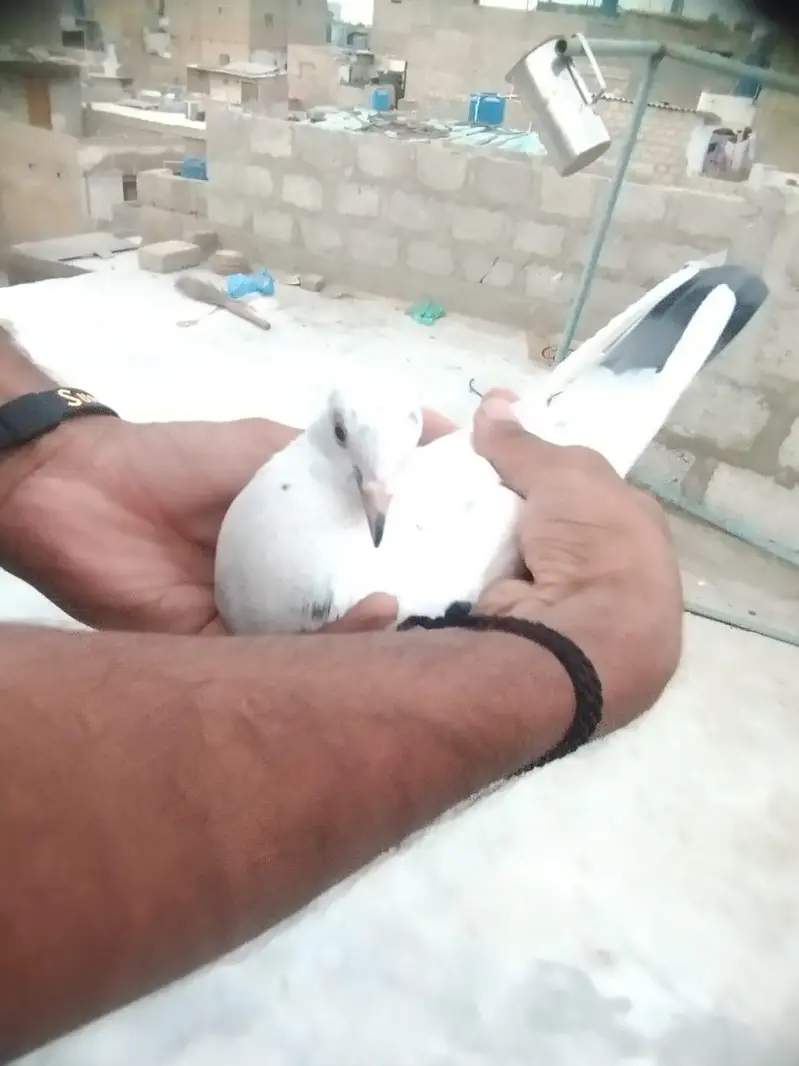 Male Pigeon for Sale in Good Health — photo 4