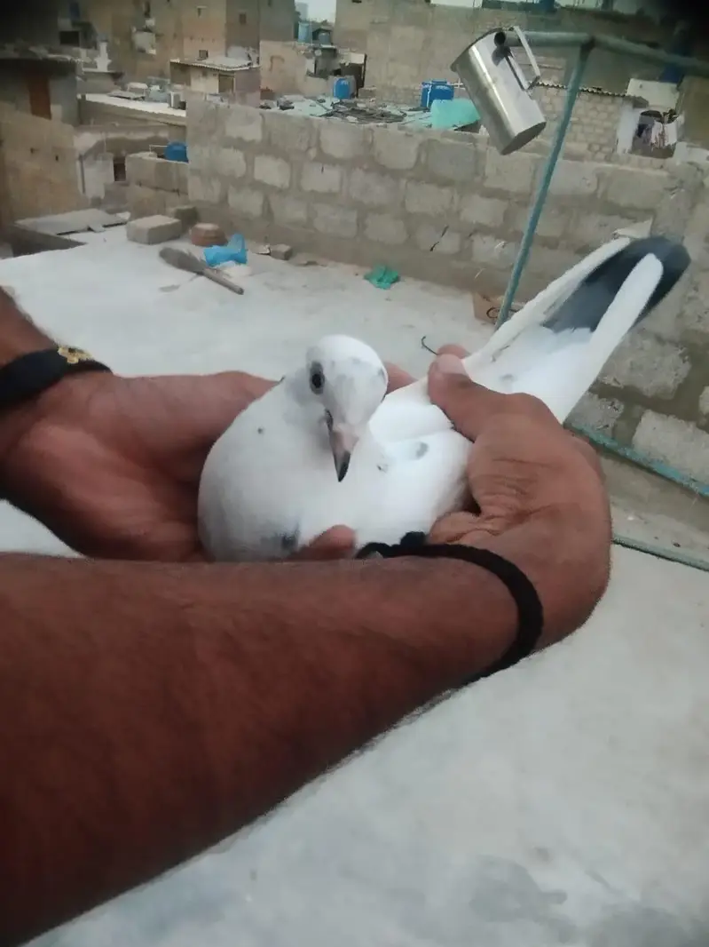 Male Pigeon for Sale in Good Health — photo 5