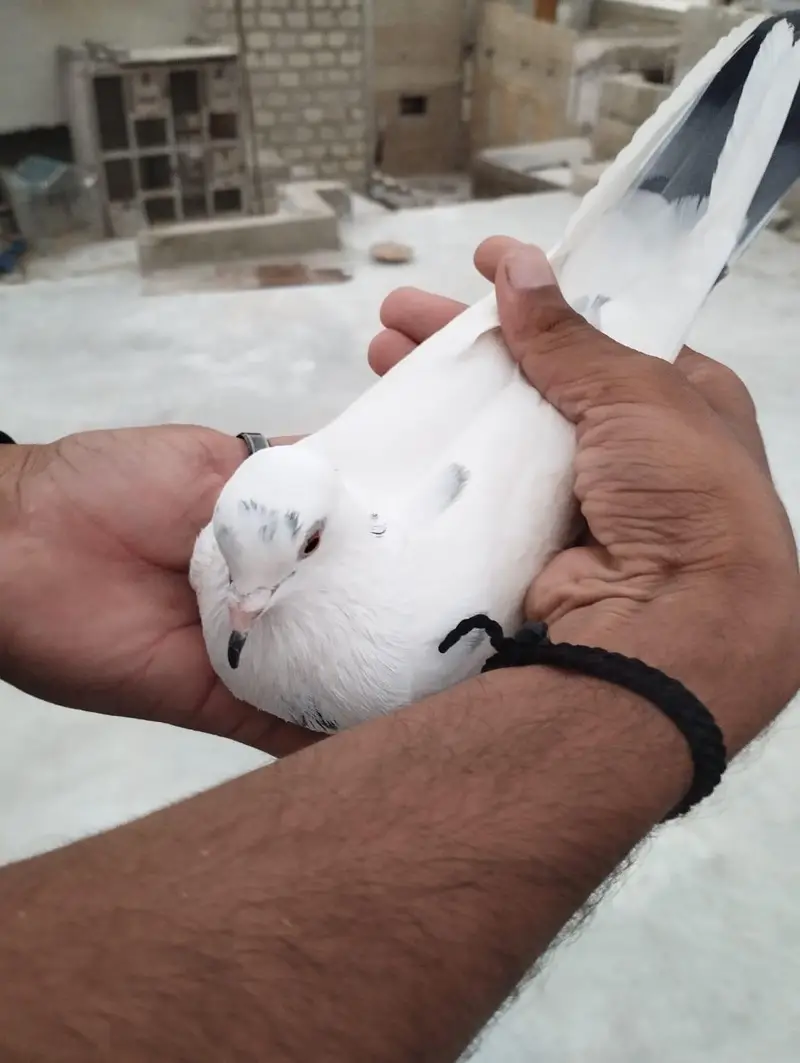 Male Pigeon for Sale in Good Health — photo 6