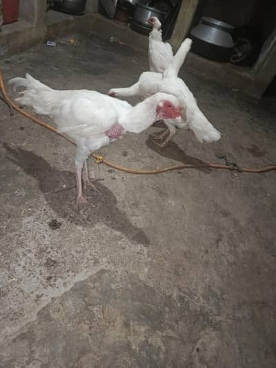 ASEEL MORGA for sale 1 Male 3 female