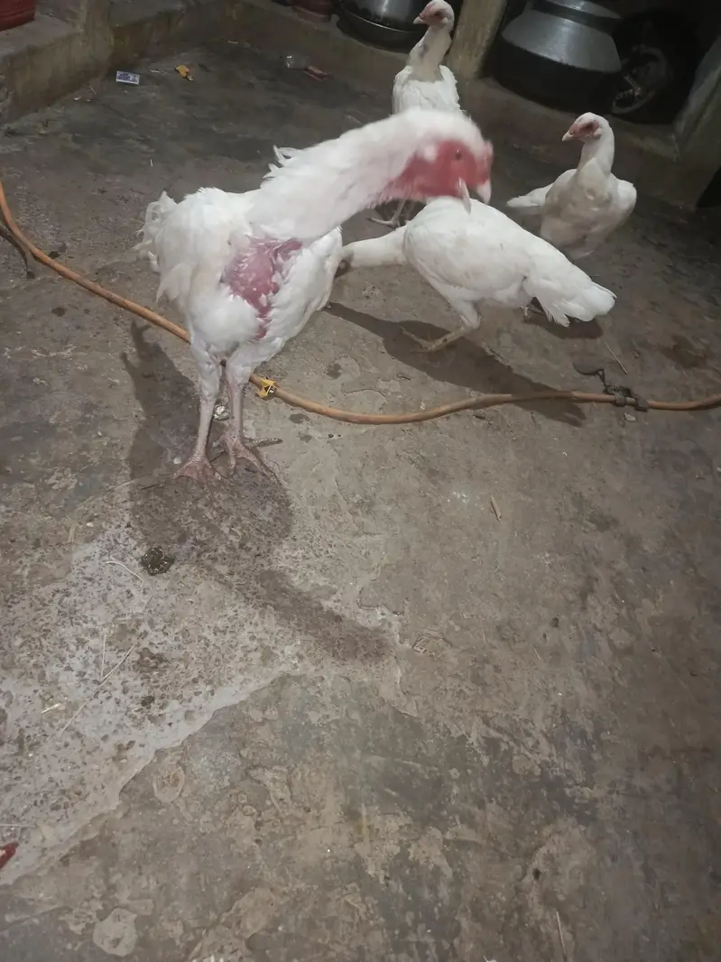 ASEEL MORGA for sale 1 Male 3 female — photo 2