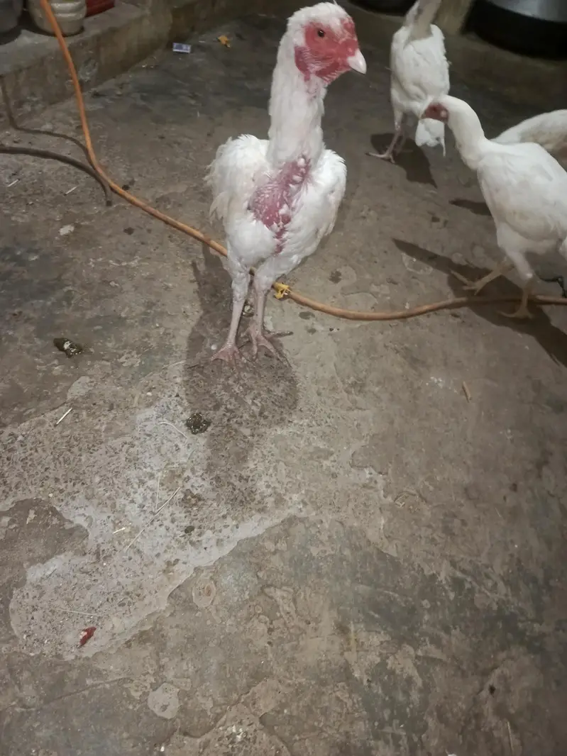 ASEEL MORGA for sale 1 Male 3 female — photo 3