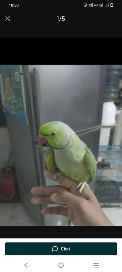 face to face talking parrot pair