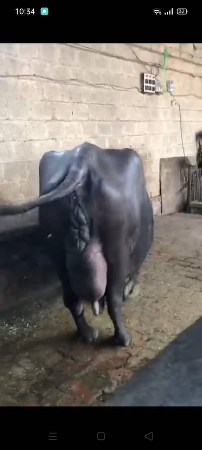 $pure neli buffalo 2 timer