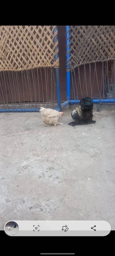 Bantam pair for sale