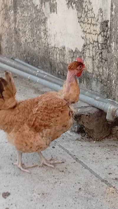 Hens for sale starter