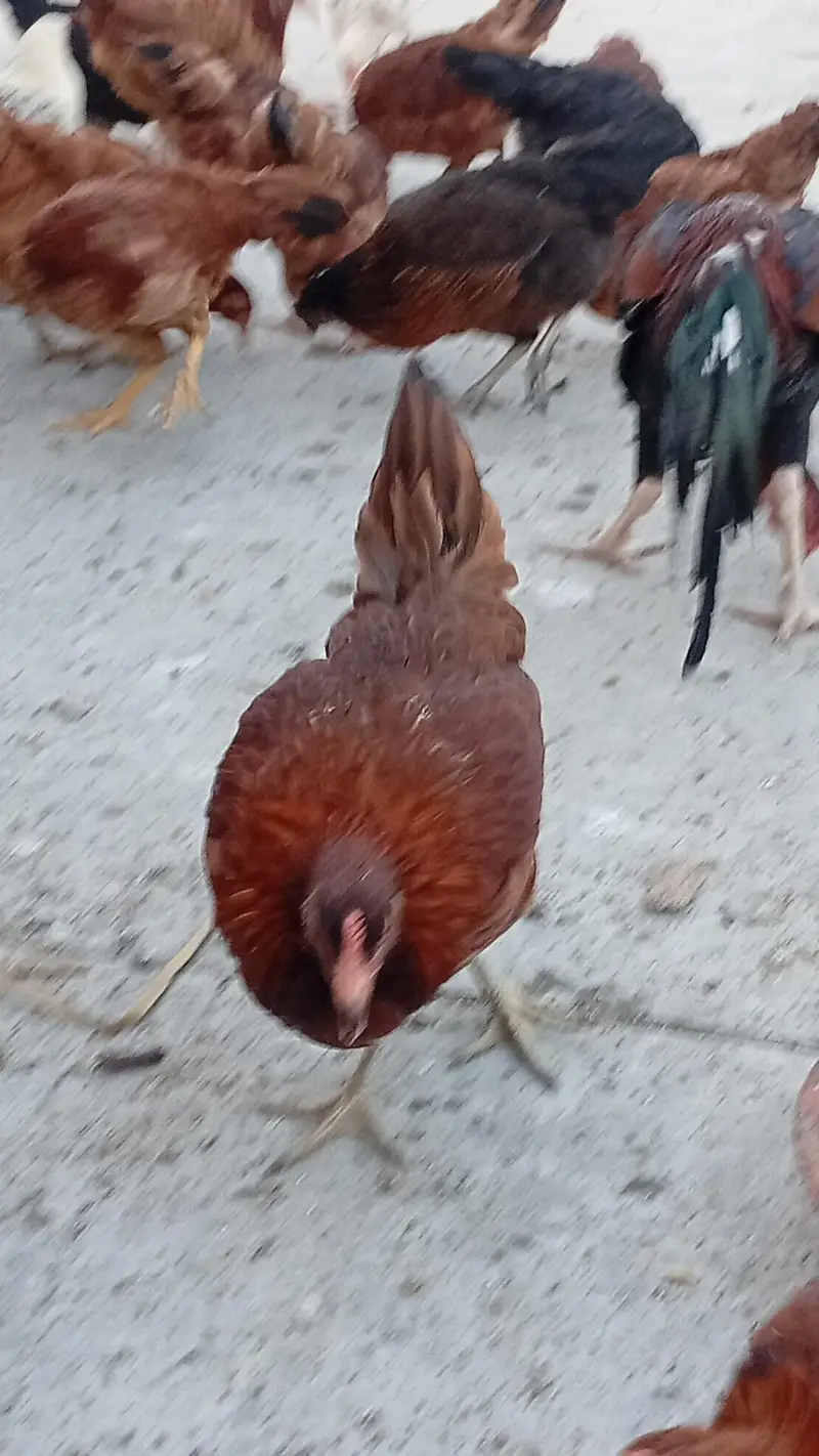 Hens for sale starter — photo 2