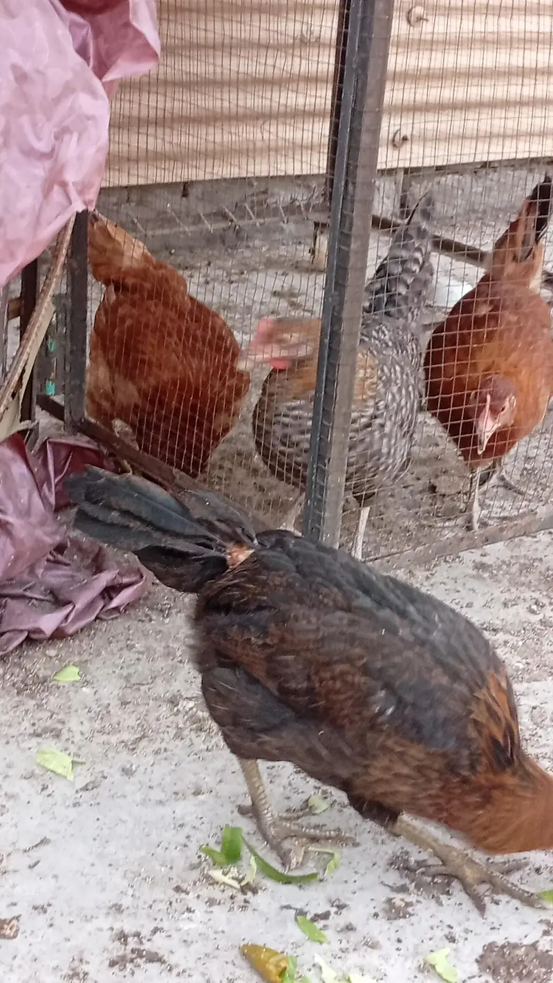 Hens for sale starter — photo 3