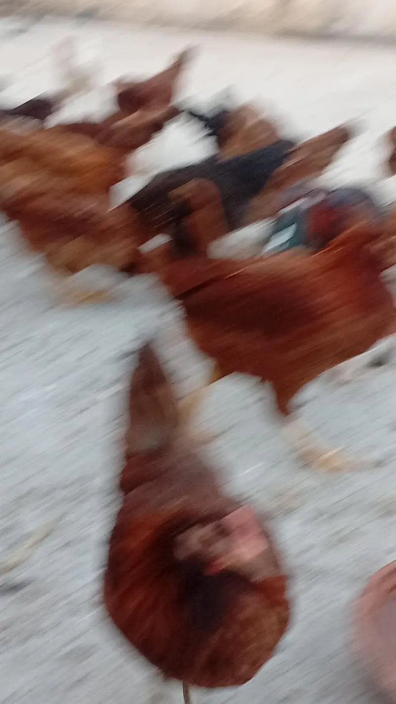 Hens for sale starter — photo 4