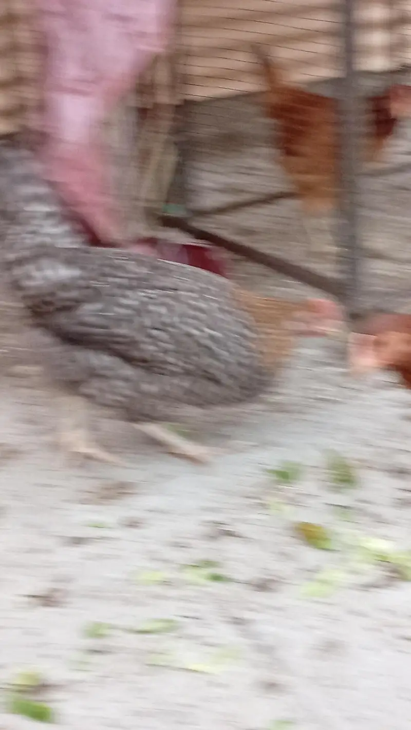 Hens for sale starter — photo 5