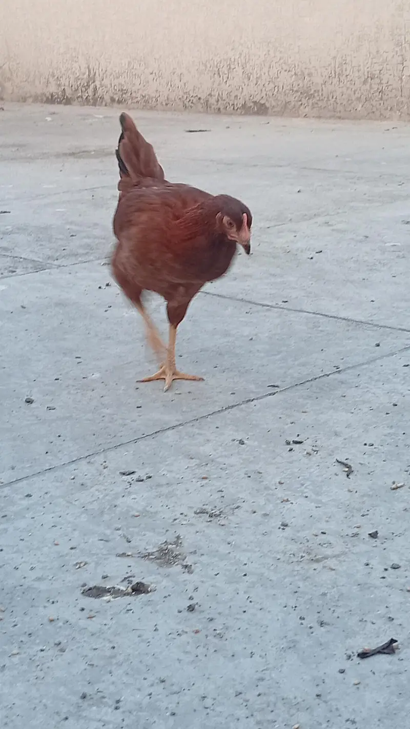 Hens for sale starter — photo 6