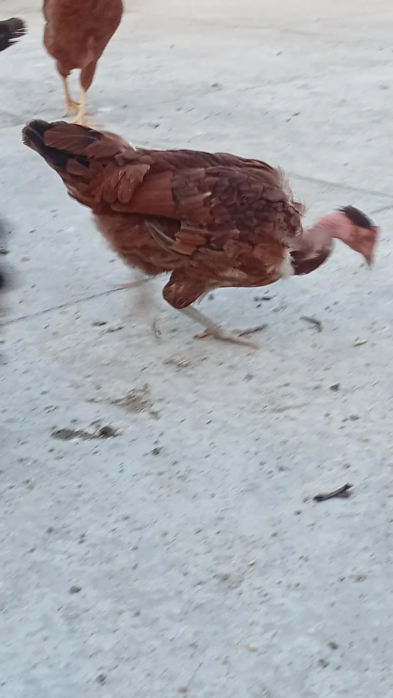 Hens for sale starter — photo 7