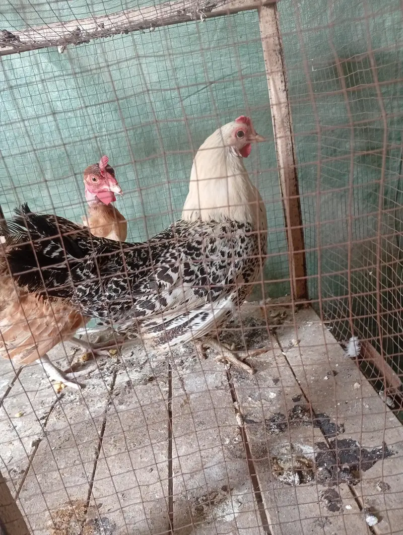 Hens for sale starter — photo 8