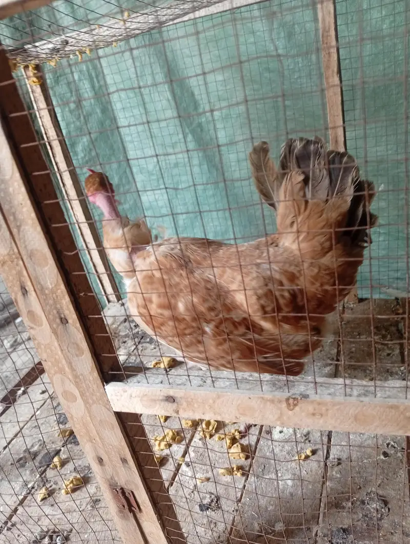 Hens for sale starter — photo 9