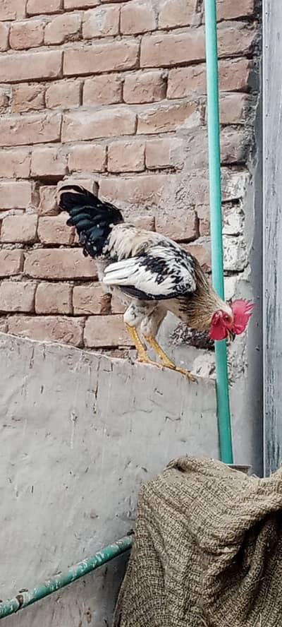 healthy birds for sell