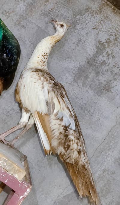 مور برائے فروخت