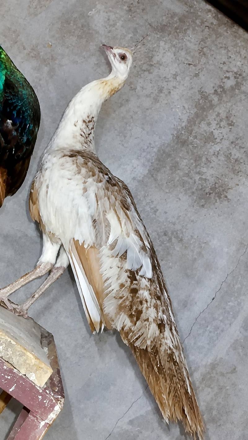 مور برائے فروخت 3