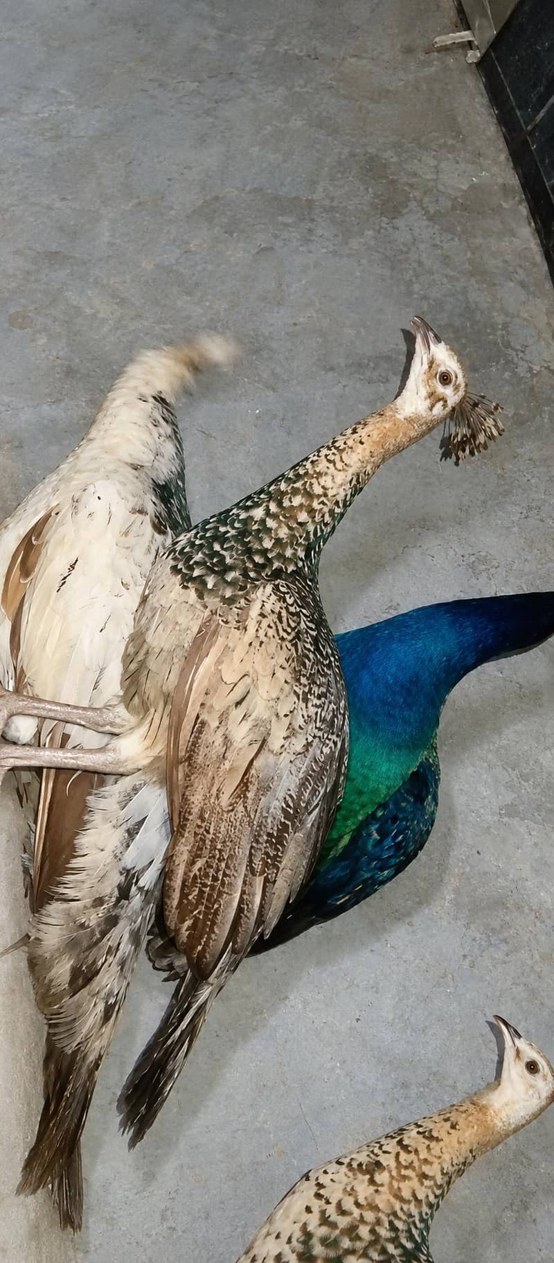 مور برائے فروخت 4