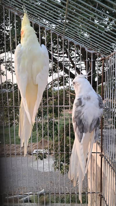 ready to breed pair and exhibition male