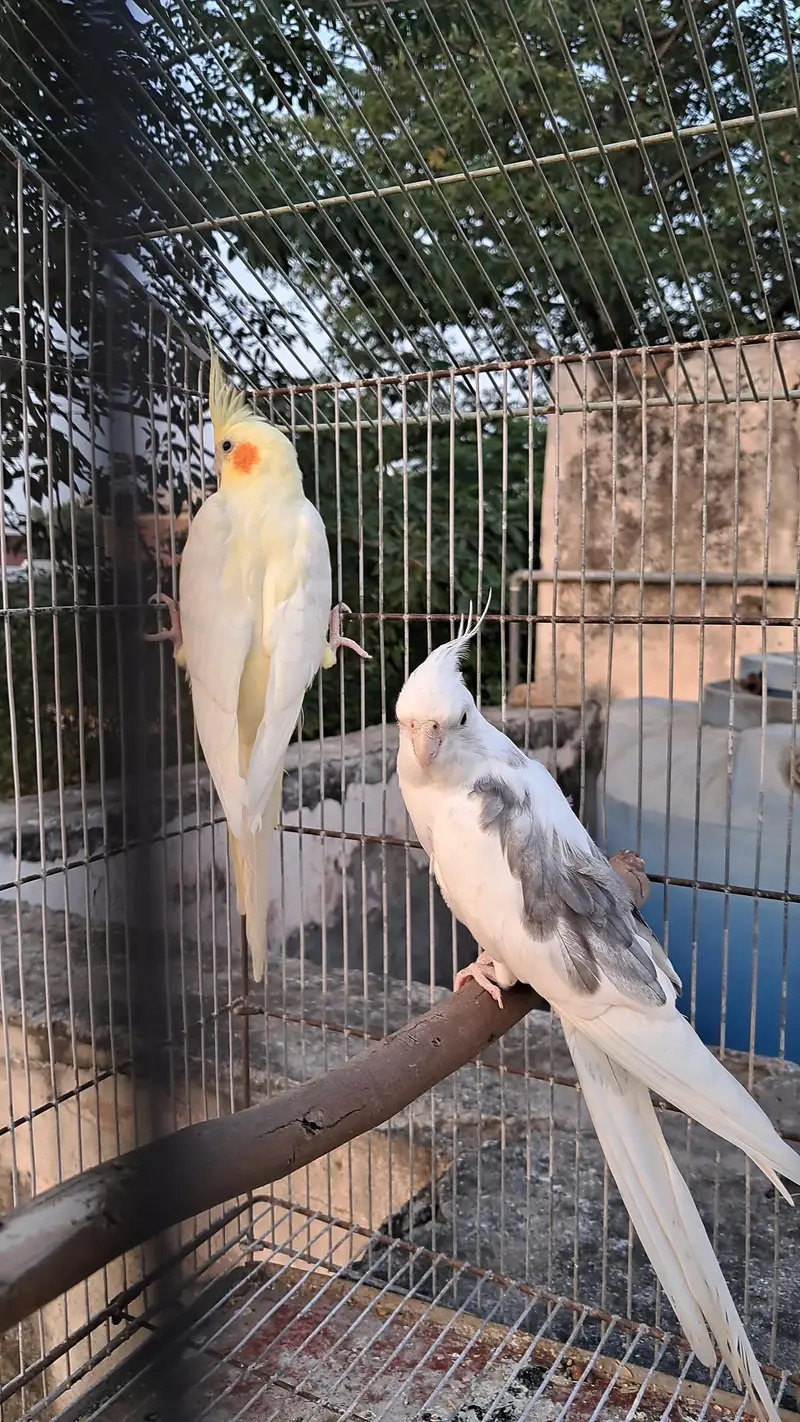 ready to breed pair and exhibition male — photo 2