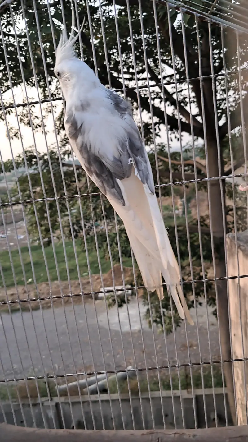 ready to breed pair and exhibition male — photo 3