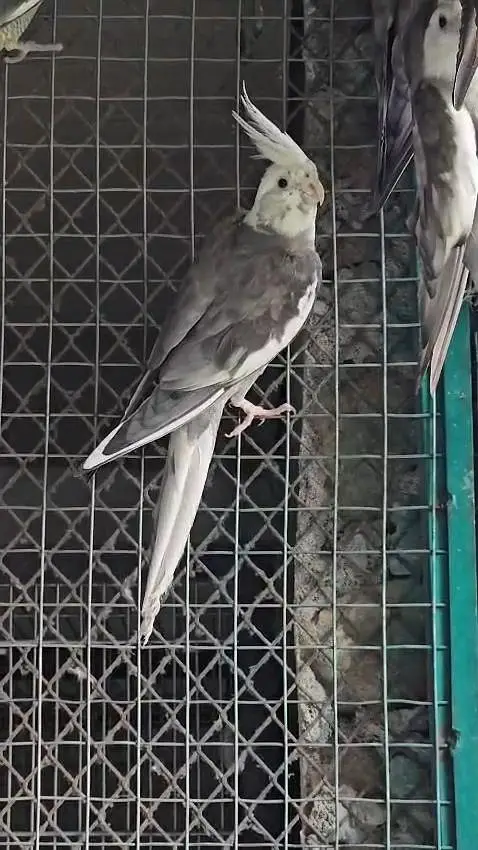 ready to breed pair and exhibition male — photo 4