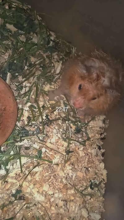 Hamster healthy and active pair available