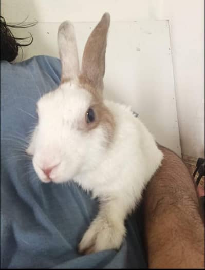 Rabbit Pair For Sale
