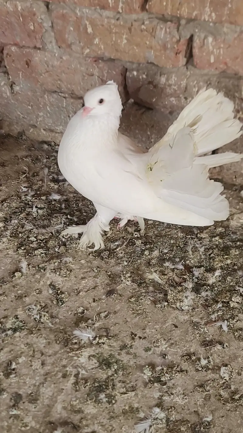 Fan tail lukka or zard bnd female — photo 2