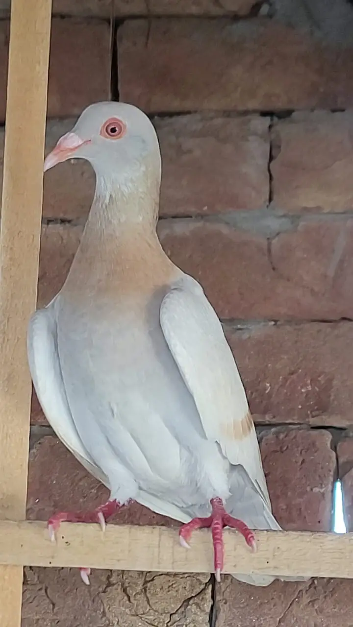 Fan tail lukka or zard bnd female — photo 3