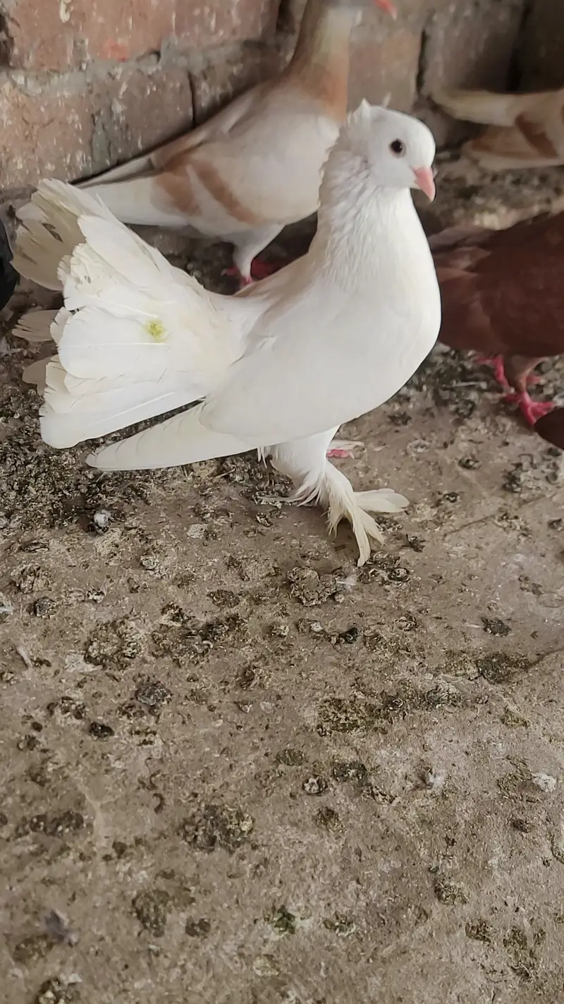 Fan tail lukka or zard bnd female — photo 4