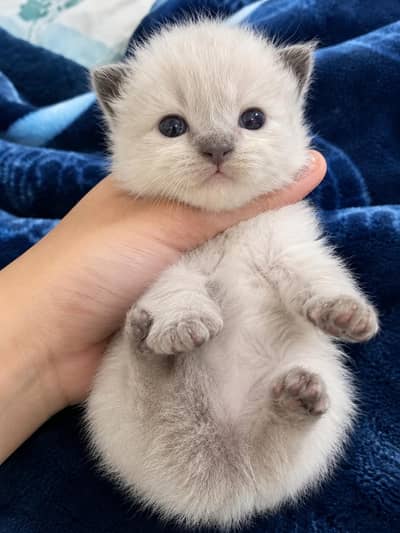 kittens
