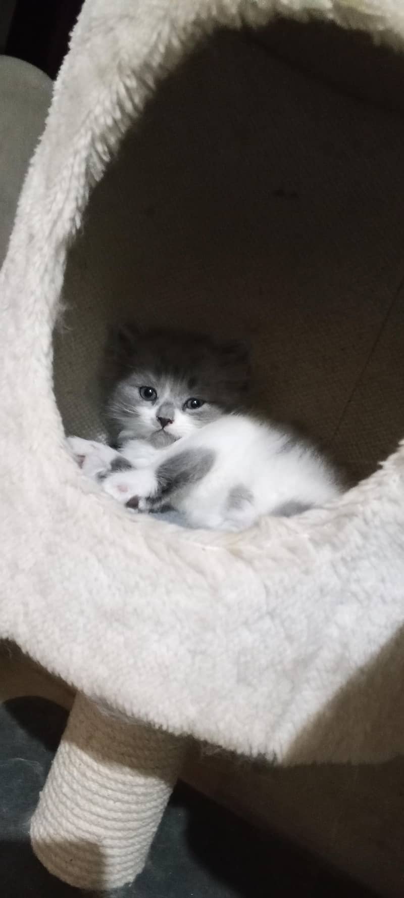 kittens 1