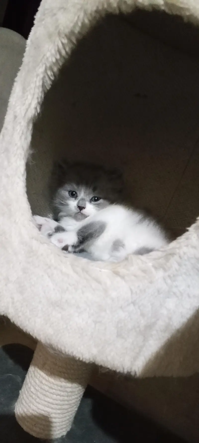 kittens — photo 2