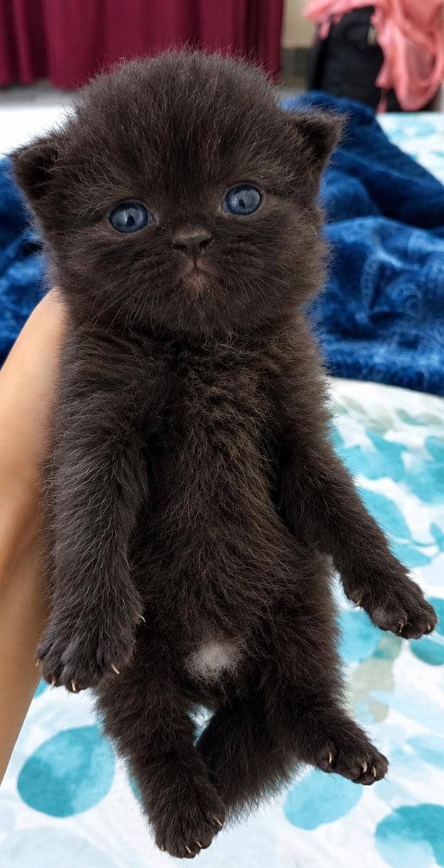 kittens 2