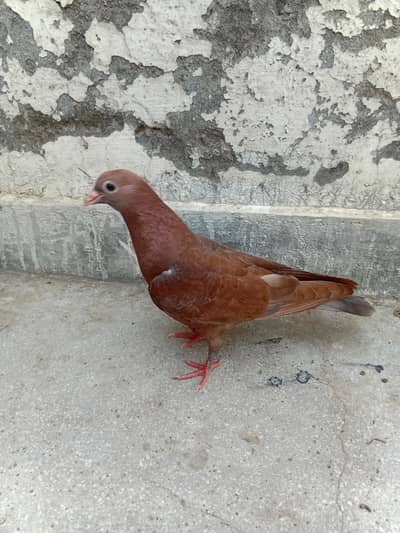 Red/Brown Kabootar Sale – Healthy Pigeon