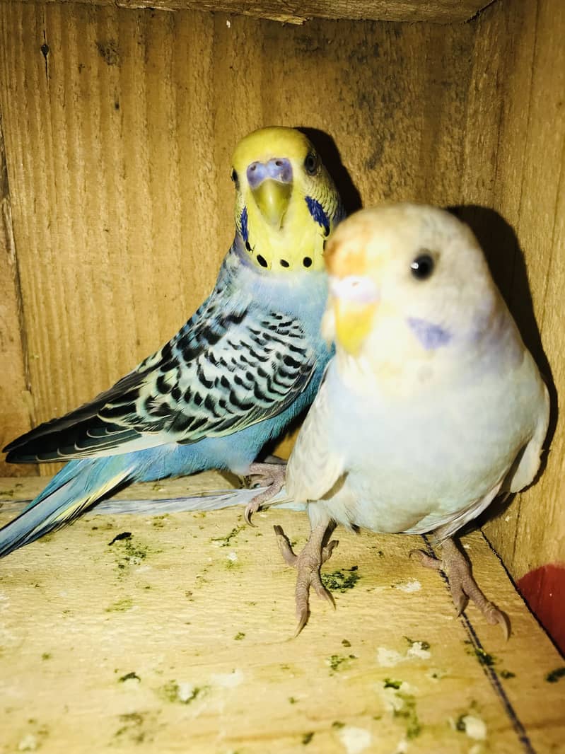 Breeder pairs 1