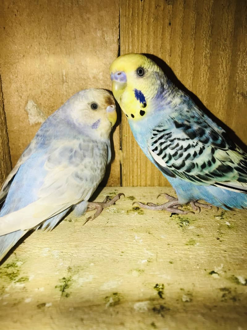 Breeder pairs 2