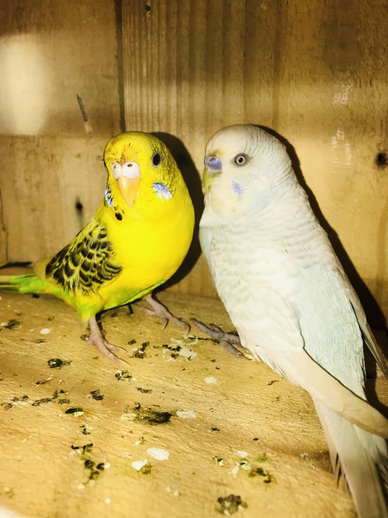Breeder pairs 3