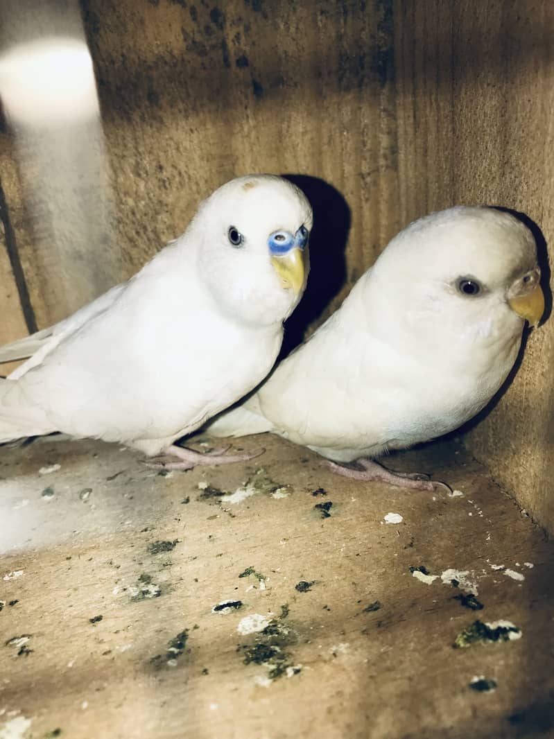 Breeder pairs 4