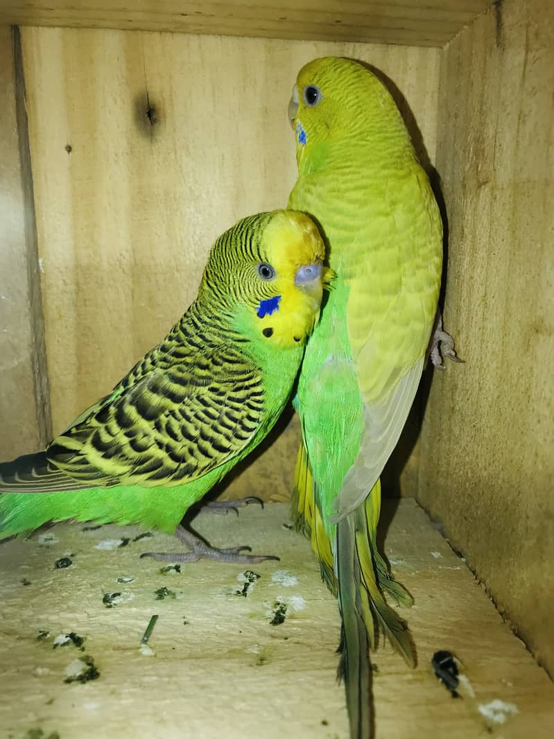 Breeder pairs 5